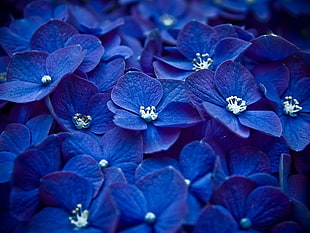 blue 4-petaled flower pile photo HD wallpaper