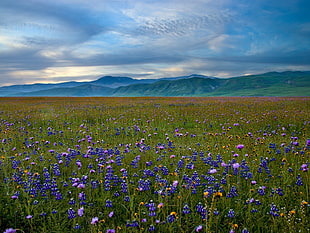 purple flower field under blue sky HD wallpaper