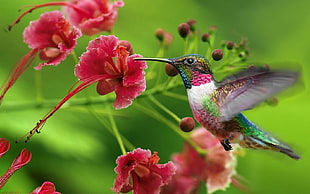 Hummingbird HD wallpaper