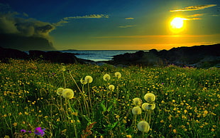 white Dandelion flower