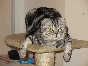 silver tabby cat on brown cat condo