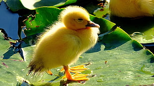 yellow Ducking on green leaves floating on body of water during daytime HD wallpaper