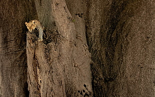 brown and black fur textile, nature, animals, leopard, leopard (animal)