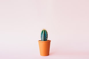 green cactus plant in brown pot HD wallpaper