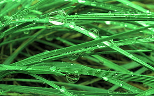 macro photograph of grass dew HD wallpaper