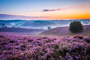 field of lavender HD wallpaper