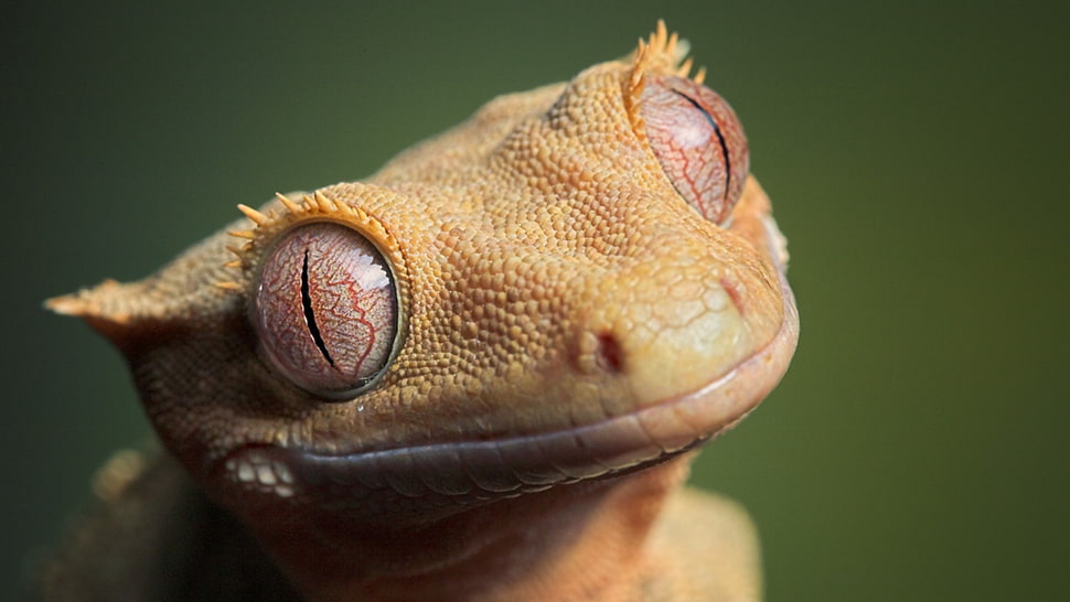 closeup photo of brown lizard, animals, gecko, eyes, reptiles HD wallpaper