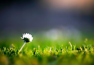 white flower of selective focus photography