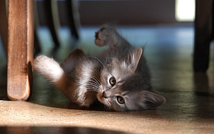 white and black kitten