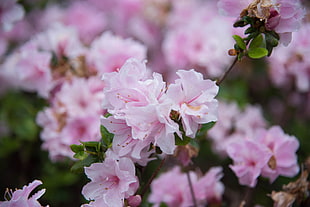 pink and white flowers