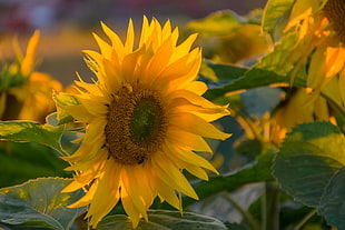 Sunflower during sunset HD wallpaper