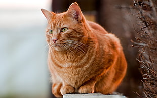 orange tabby cat