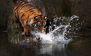 Tiger splashing water