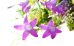 purple petaled flower bouquet HD wallpaper