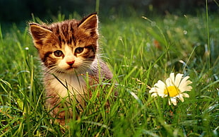 silver kitten near white Daisy flower in bloom