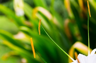 white flower in closeup photo