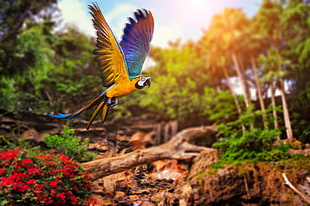 blue, red, and yellow bird, animals, parrot, birds HD wallpaper