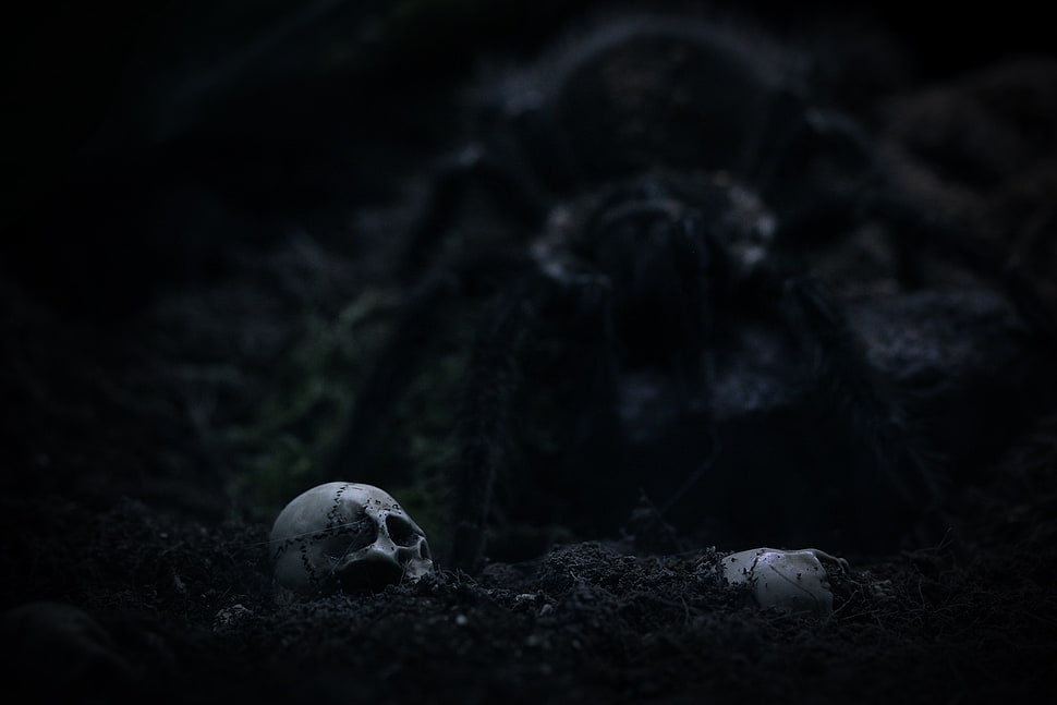 gray scale photo of skull, spider, tarantula HD wallpaper
