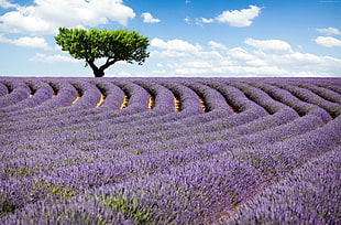 Lavender flower fields HD wallpaper