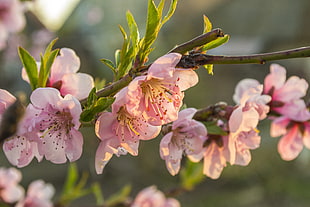 pink petaled flowers, herbarium, spring, pink flowers HD wallpaper