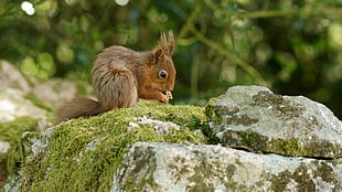 brown Squirrel on rock HD wallpaper