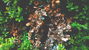 brown and green leaves plant, nature, tea plant, plants, leaves