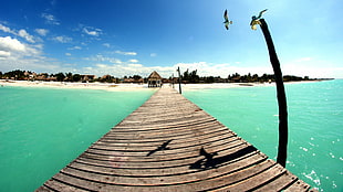 brown wooden dock, Mexico, landscape, birds, sea