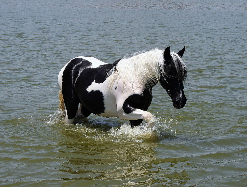 black and white horse on water HD wallpaper
