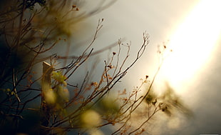 leafless stem during daytime HD wallpaper