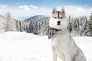 Siberian husky with black necktie on snow weather HD wallpaper