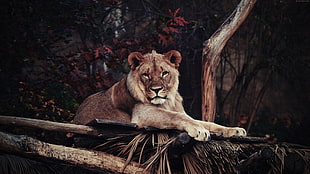 lion laying on the tree HD wallpaper