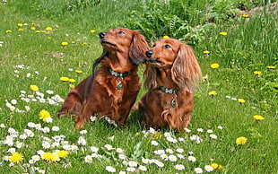 two brown dogs on flower field looking up HD wallpaper