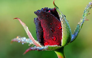 red Rose flower with dewdrops HD wallpaper