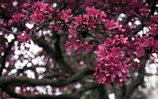 closeup photo of pink flowering tree during daytime HD wallpaper