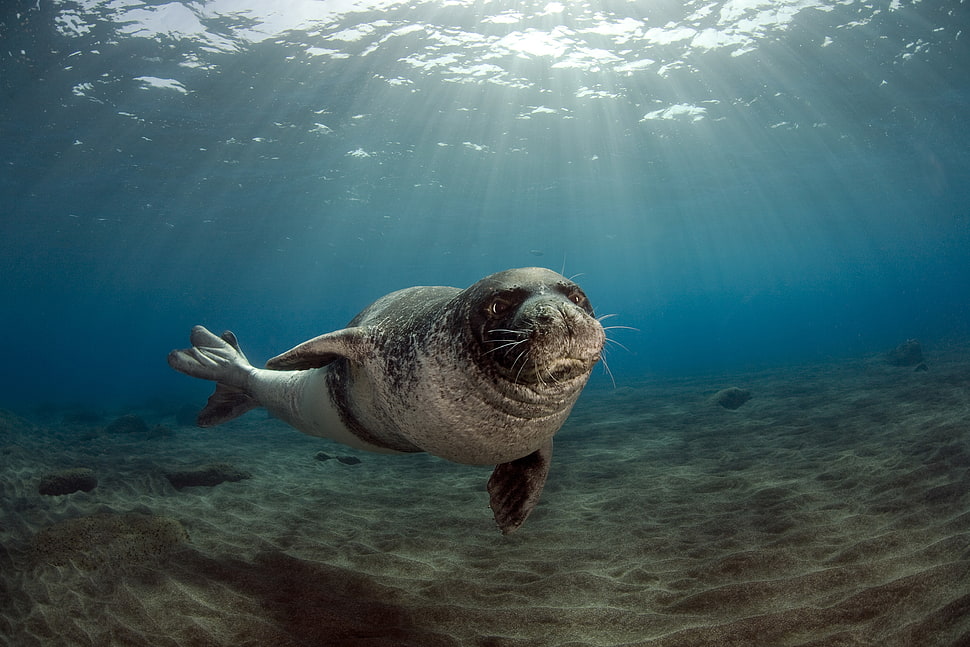 black sea lion, animals, seals, underwater HD wallpaper