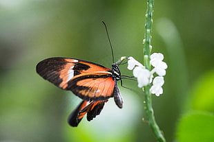 selective photography of orange and black butterfly on white petaled flower HD wallpaper