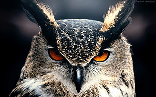 grey owl, owl HD wallpaper
