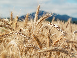 close-up photography of wheat field HD wallpaper