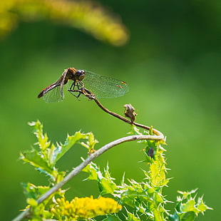 brown dragonfly on plant twig on top of cactus focus photography, odonate HD wallpaper