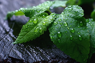 macro photography of dew drop and green leaves