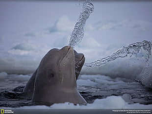 white mamals, beluga, whale, National Geographic, water