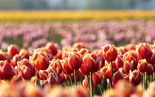 red tulips HD wallpaper