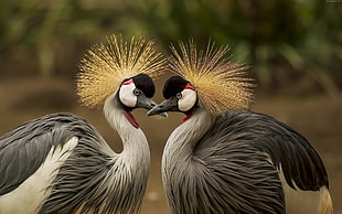 closeup photo of two gray-and-brown birds HD wallpaper