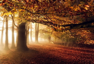 brown trees, nature, landscape, fall, mist