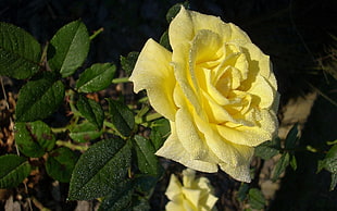 selective focus photography of yellow Rose flower HD wallpaper