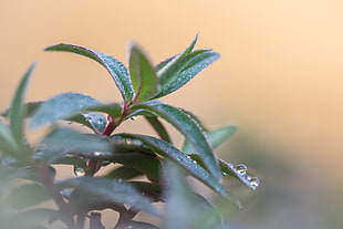 close-up photography of green leaf plant HD wallpaper