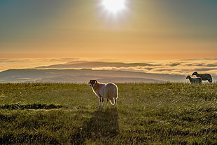 white sheep on green grass field during sunset HD wallpaper