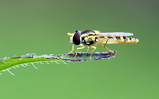 black and yellow hoover fly HD wallpaper