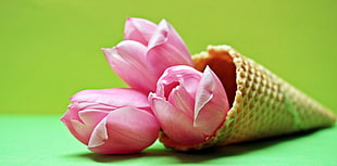 three pink petaled flowers in ice cream cone