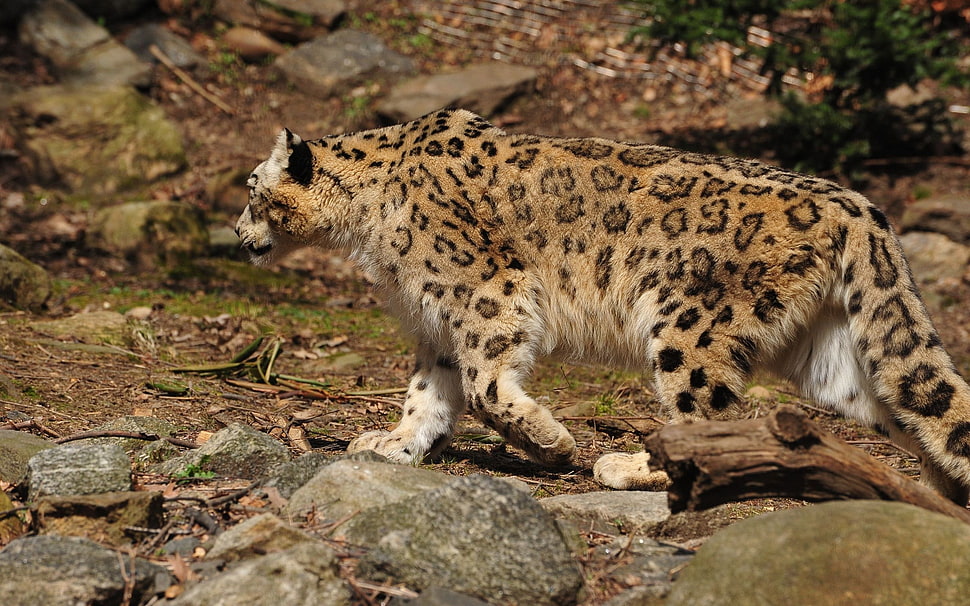 photo of adult brown leopard near gray rock and brown log HD wallpaper